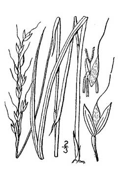 Oryzopsis_asperifolia Mountain Rice, Roughleaf ricegrass
