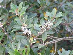 Osmanthus heterophyllus Holly Olive, Holly osmanthus, Chinese Holly, Holly Tea Olive, False  Holly