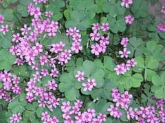 Oxalis corymbosa Lilac Oxalis, Pink woodsorrel