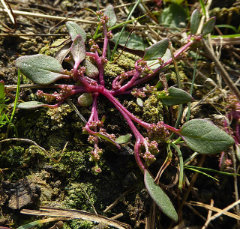 Oxybasis chenopodioides Buttered Goosefoot