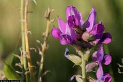 Oxytropis lambertii Crazy Weed, Purple locoweed