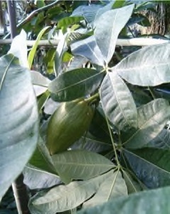 Pachira glabra Saba Nut, American Chestnut