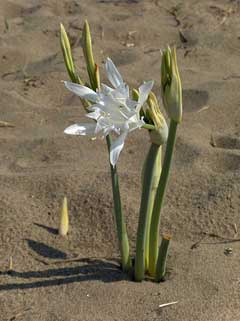 pancratium maritimum Sea Daffodil