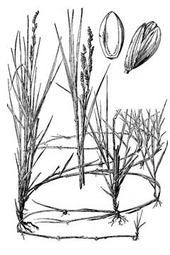 Panicum obtusum Vine Mesquite