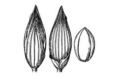 Panicum sonorum Sauwi, Mexican panicgrass