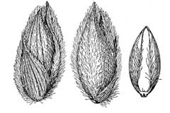 Panicum urvilleanum Desert Panicgrass