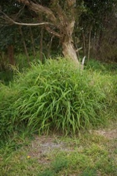 Panicum maximum Guinea grass. Green panic grass