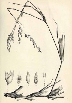 Panicum turgidum Desert Grass. Turgid panic grass, Afezu