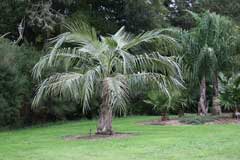 Parajubaea cocoides Quito Palm