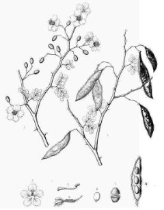 Parkinsonia florida Blue Palo Verde