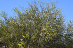 Parkinsonia florida Blue Palo Verde