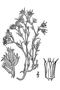 Paronychia jamesii Nailwort, James