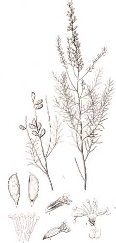 Parryella filifolia Common Dunebroom
