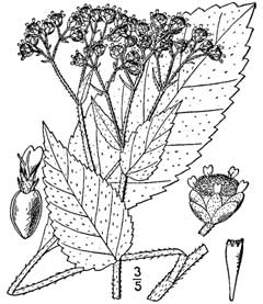 Parthenium integrifolium Wild Quinine