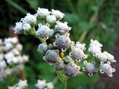 Parthenium integrifolium Wild Quinine
