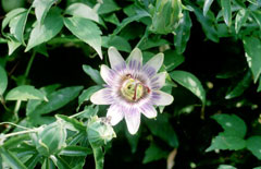 passiflora caerulea Passion Flower, Bluecrown passionflower, Blue Passion Flower