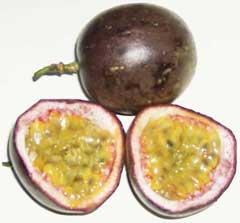 Passiflora edulis Passion Flower, Purple granadilla