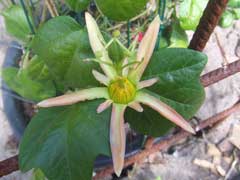 Passiflora herbertiana 