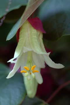 Passiflora_membranacea Passion Flower