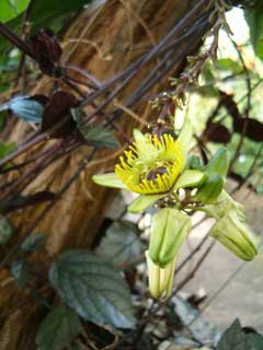 Passiflora species Passion Flower