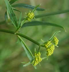 Patrinia scabiosifolia Eastern Valerian, Scabious Patrinia