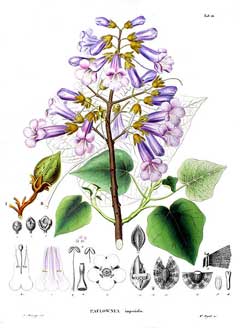Paulownia tomentosa Foxglove Tree, Princesstree, Empress Tree, Royal Paulownia,