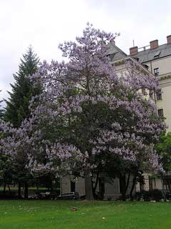 Paulownia tomentosa Foxglove Tree, Princesstree, Empress Tree, Royal Paulownia,