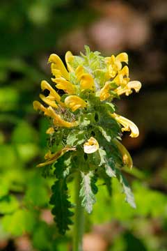 Pedicularis canadensis Common Lousewort