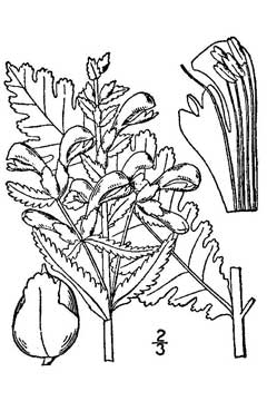 Pedicularis lanceolata Swamp Lousewort