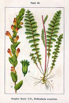 Pedicularis sceptrum carolinum Lousewort