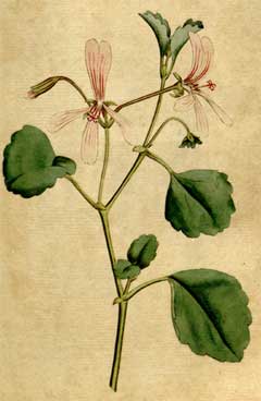 Pelargonium acetosum 