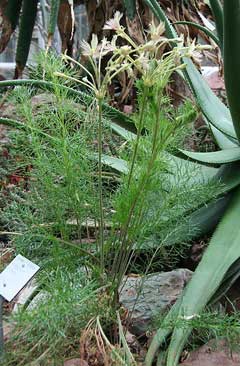 Pelargonium bowkeri 