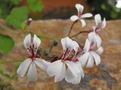 Pelargonium fragrans Nutmeg Geranium