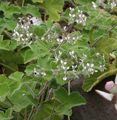 Pelargonium tomentosum Peppermint Geranium