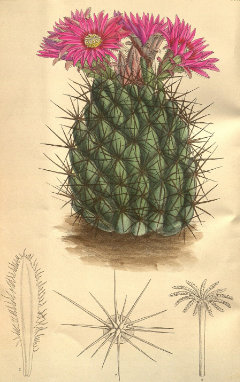 Pelecyphora vivipara Spinystar Cactus