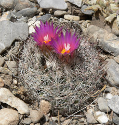 Pelecyphora vivipara Spinystar Cactus