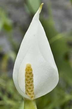Peltandra sagittifolia White Arrow Arum
