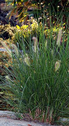 Pennisetum Chinese Fountain Grass, Fountain Grass, Swamp Foxtail Grass, Chinese Fountain Grass