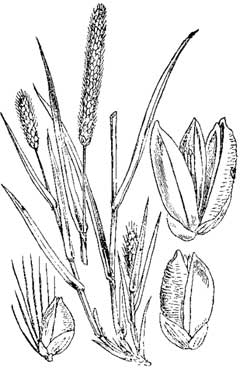 Pennisetum glaucum Pearl Millet
