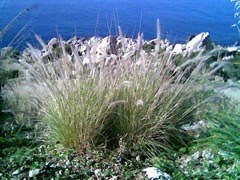 Pennisetum setaceum Fountain grass