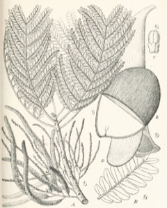 Pentaclethra macrophylla African Oil Bean. Oil Bean Tree, Owala Oil