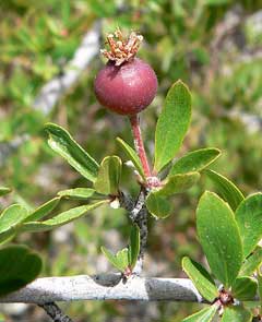 Peraphyllum_ramosissimum Squaw Apple, Wild crab apple