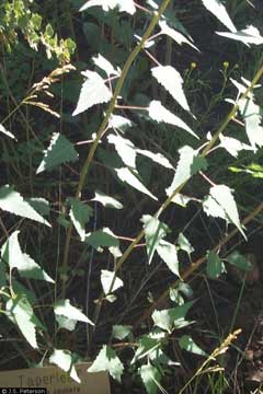 Pericome caudata Mountain tail-leaf