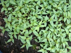 Persicaria odorata Vietnamese coriander, Asian mint