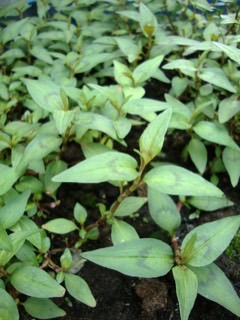 Persicaria odorata Vietnamese coriander, Asian mint