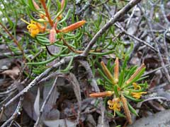 Persoonia curvifolia 