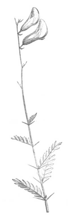 Peteria scoparia Rush peteria