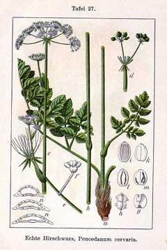 Peucedanum cervaria 