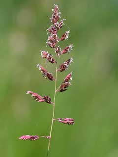 Phalaris arundinacea Canary Grass, Reed canarygrass, Gardener