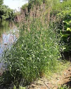 Phalaris arundinacea Canary Grass, Reed canarygrass, Gardener